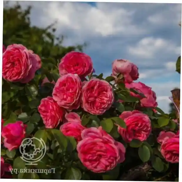Роза mojo моджо — роза флорибунда (rosa leonardo da vinci) c4