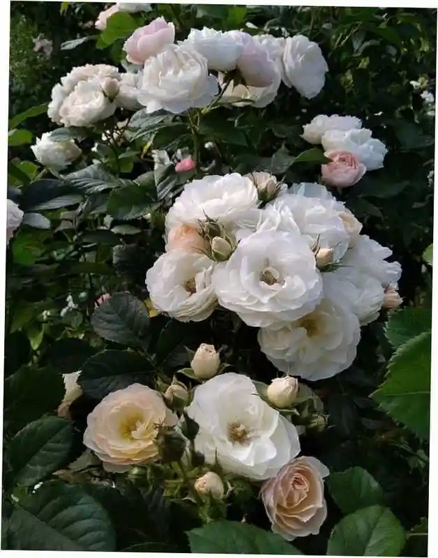 Роза аспирин роуз — махровые розы