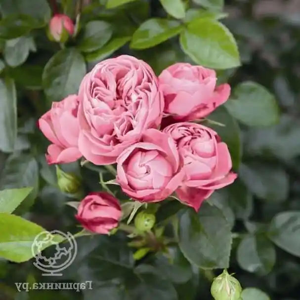 Роза флорибунда леонардо да винчи — Роза мэджик