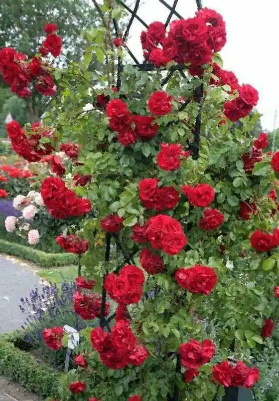 Роза амадеус клаймбер — роза плетистая