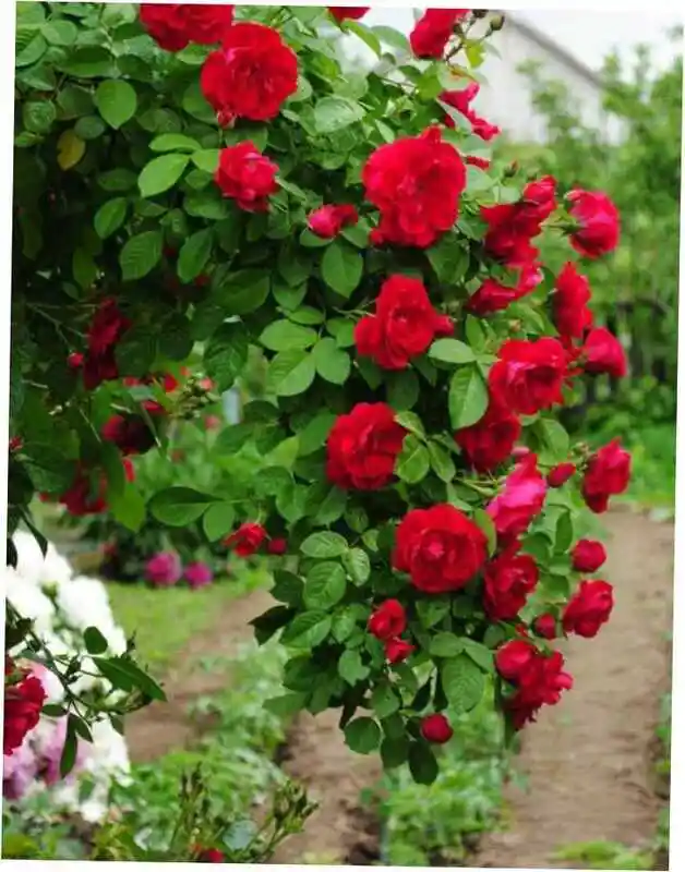 Роза плетистая сантана — роза клаймбер плетистая