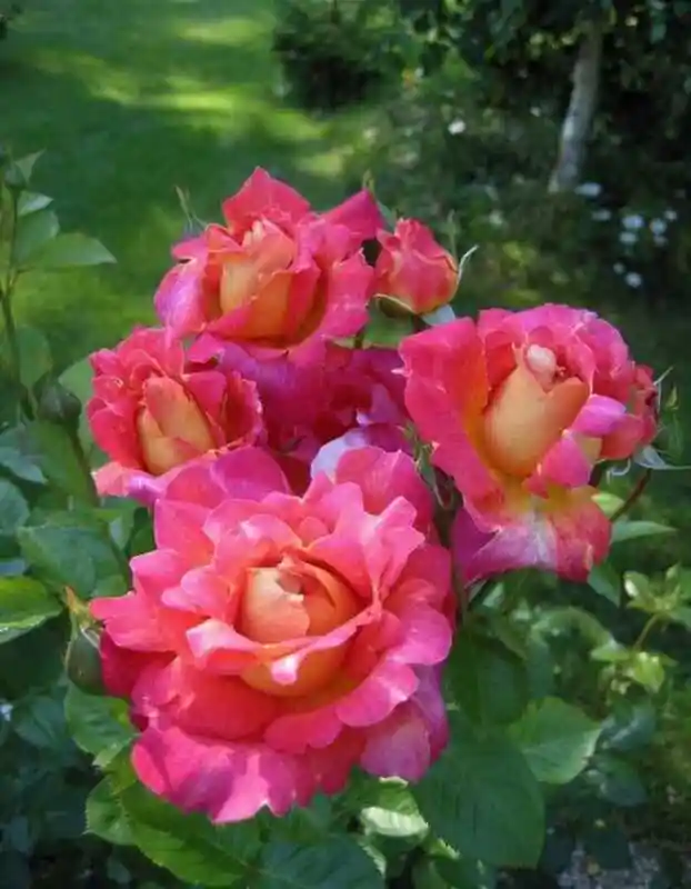 Роза парковая декор арлекин — декор арлекин роза плетистая