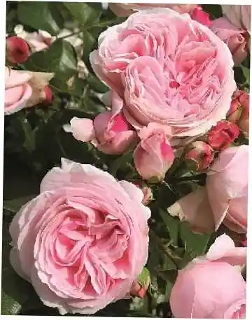 Роза джардина — роза джардина плетистая