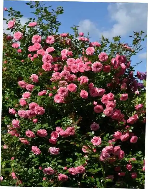 Плетистая роза — роза плетистая вестерленд
