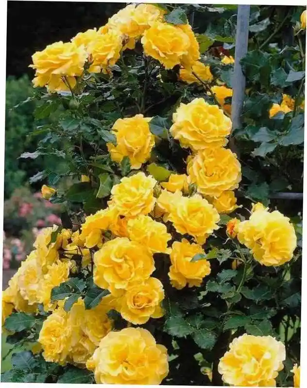Плетистая роза — Роза голден