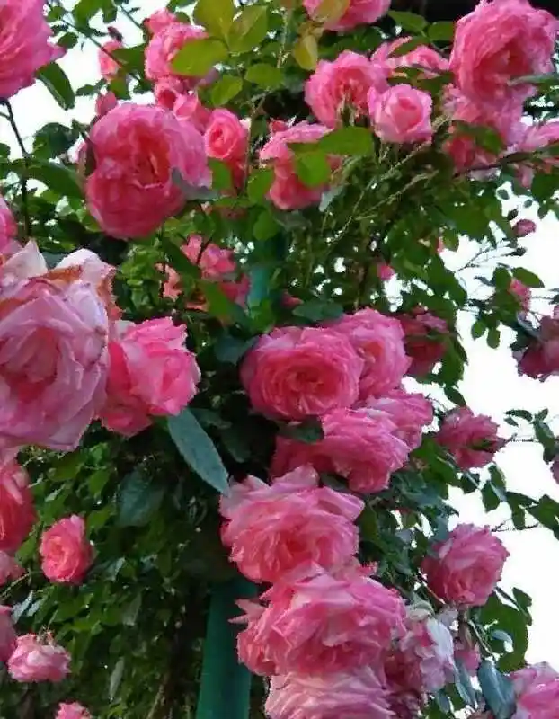 Роза рамира плетистая — Роза антик плетистая