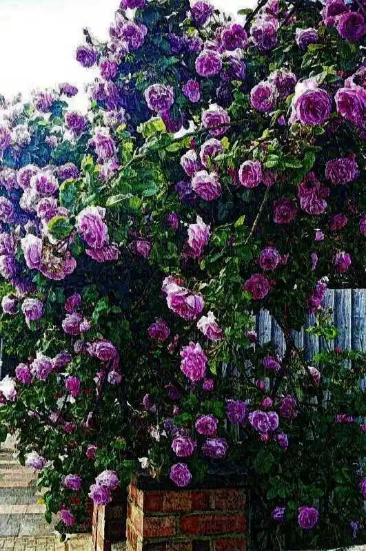Роза плетистая лавендер — роза плетистая виолет