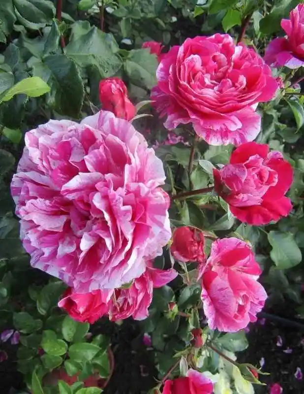 Роза бест импрессион — плетистая роза