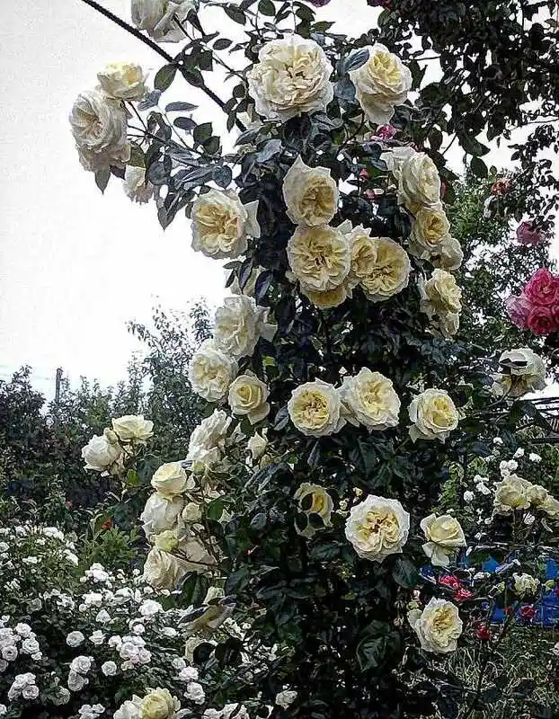 Плетистая роза эльф — Роза плетистая артемис