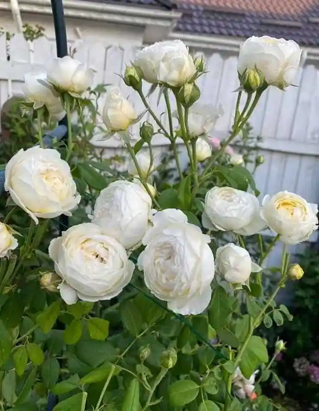 Роза шраб артемис — клэр роуз остин роза