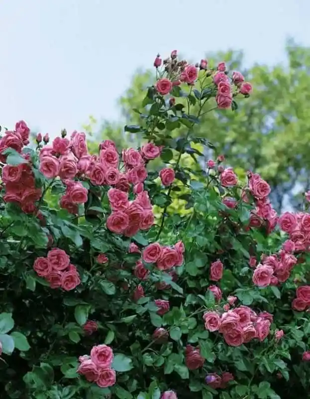 Роза плетистая — плетистая роза parade