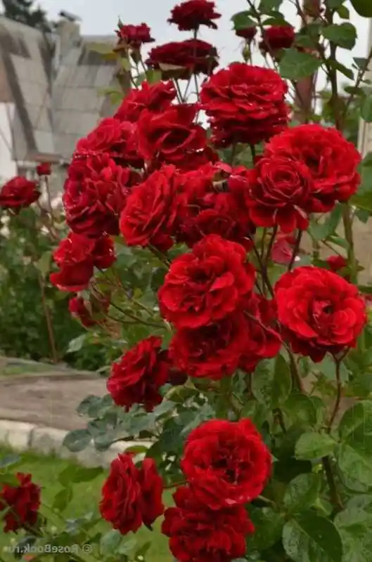 Роза плетистая — роза мессир дельбар
