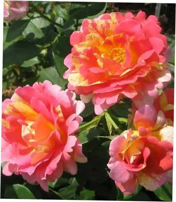 Роза систерсьенс — роза плетистая