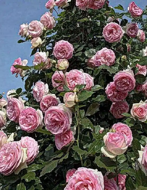 Роза плетистая пьер де ронсар — роза пьер