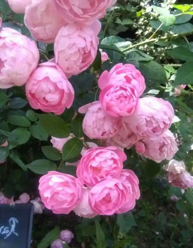 Роза раубриттер — роза макранта раубриттер