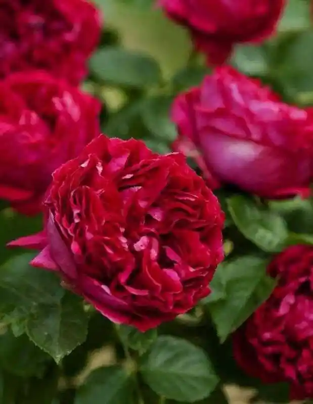 Роза плетистая — роза роза