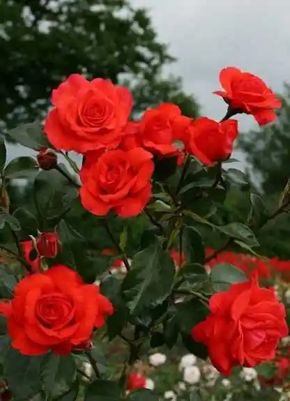 Роза плетистая салита — salita роза плетистая