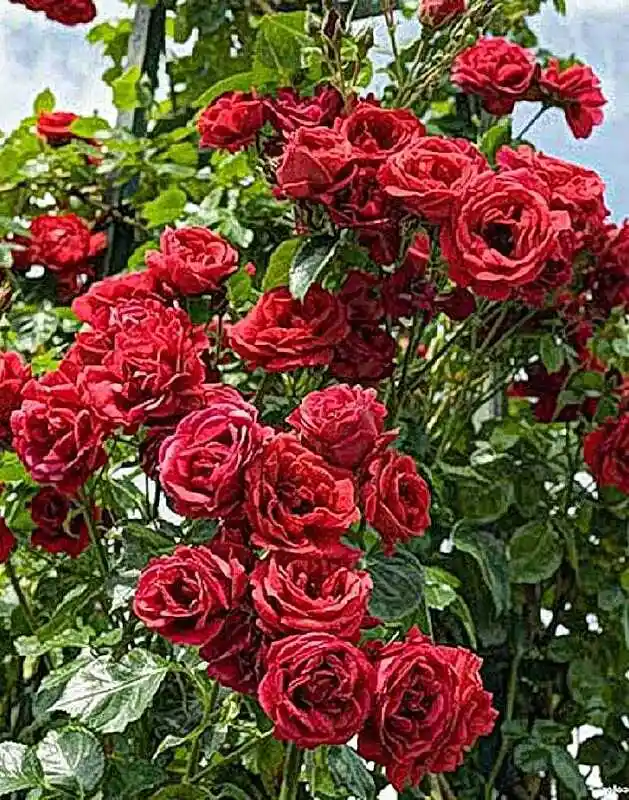 Роза нахеглут плетистая — плетистая роза сантана