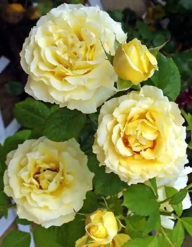 Роза остина желтая томас — Роза голден зест