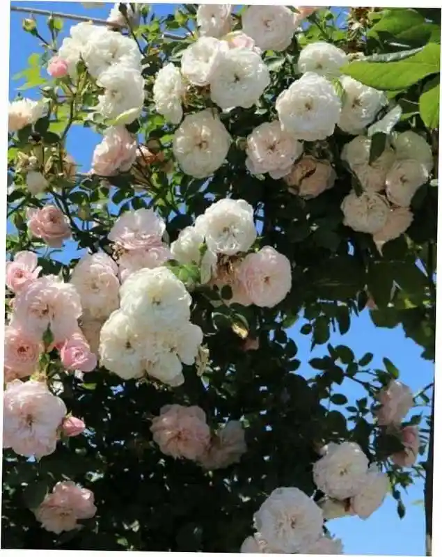 Белая плетистая роза — роза аспирин роуз