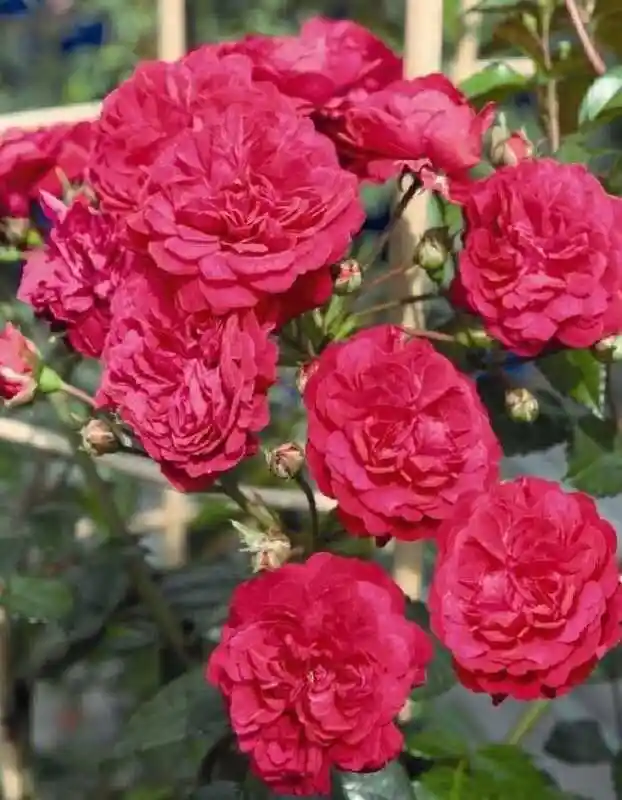 Роза плетистая лола — роза плетистая