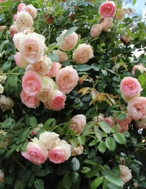 Роза джардина плетистая — роза пьер