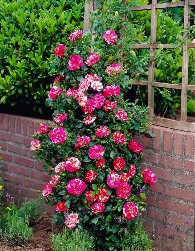 Роза плетистая розариум ютерсен — роза плетистая