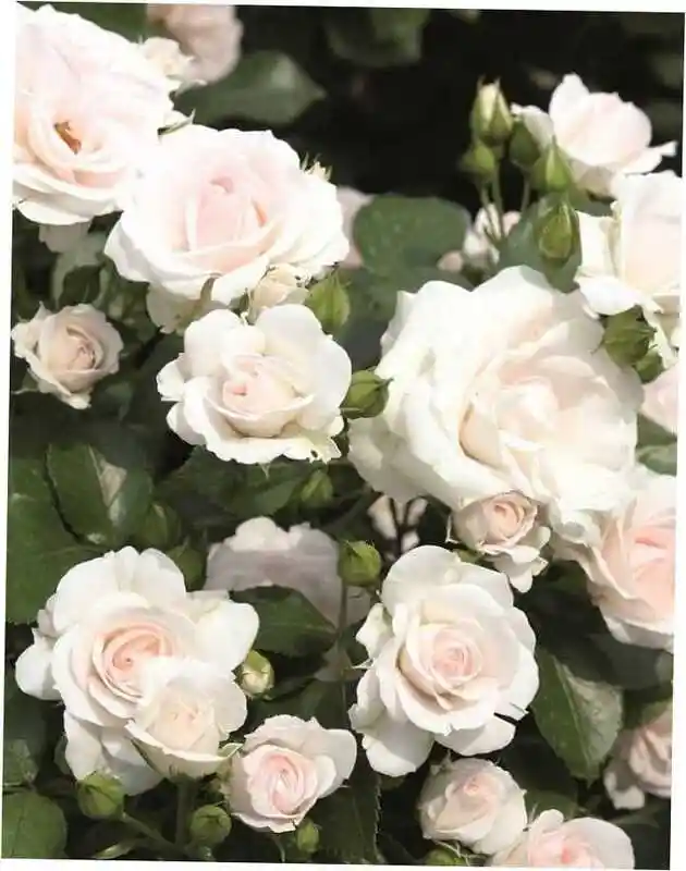 Роза аспирин — роза флорибунда аспирин