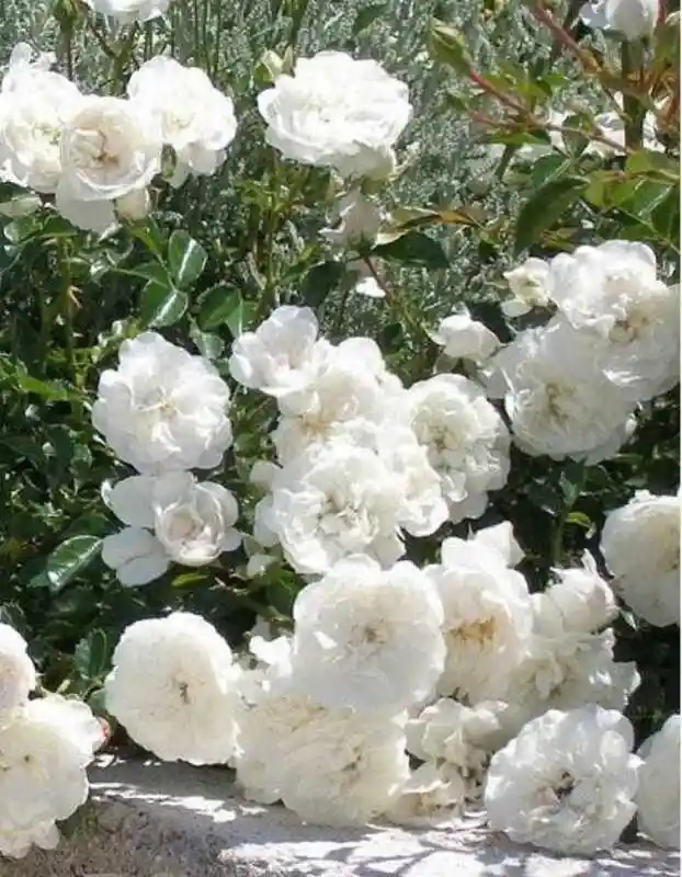 Роза уайт лидия флорибунда — роза почвопокровная свани