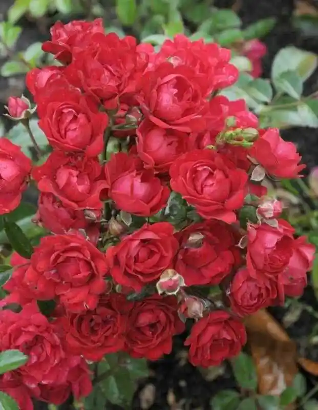 Роза ред — Розы флорибунда