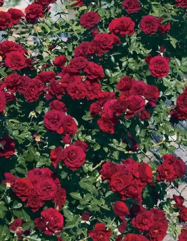 Роза ред вельвет почвопокровная — роза плетистая ред каскад