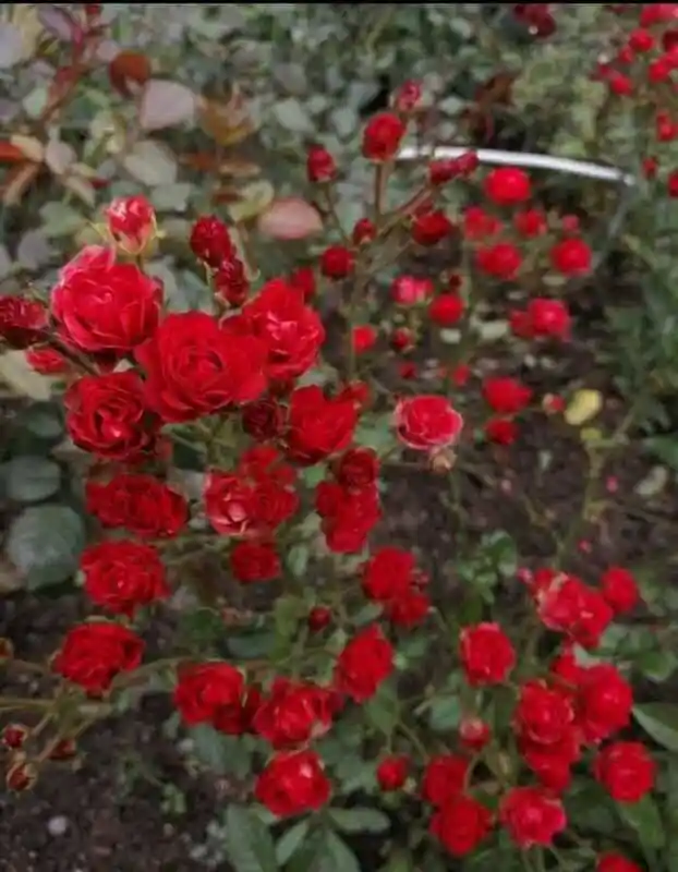Роза скарлет почвопокровная — роза скарлет мейяндекор
