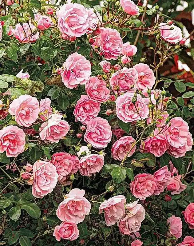 Роза почвопокровная фейри — Роза флорибунда