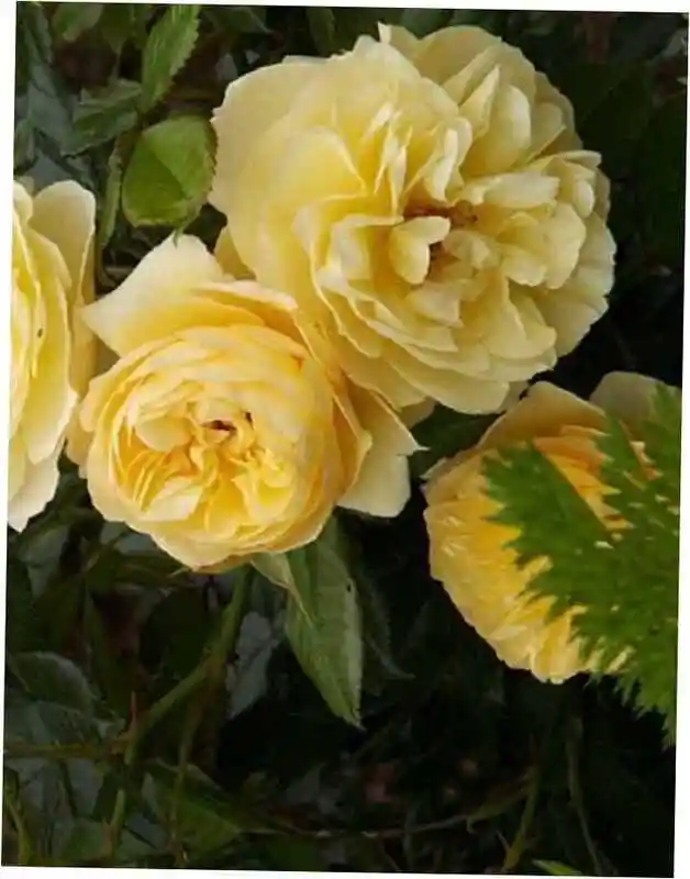 Роза флорибунда чайна герл — Роза флорибунда солеро