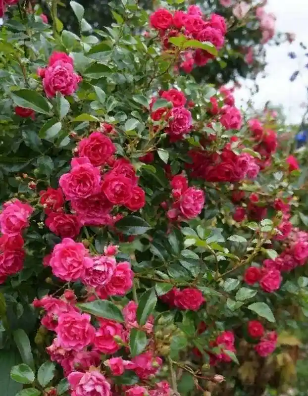Роза эксцельза плетистая — Роза полиантовая лавли фейри