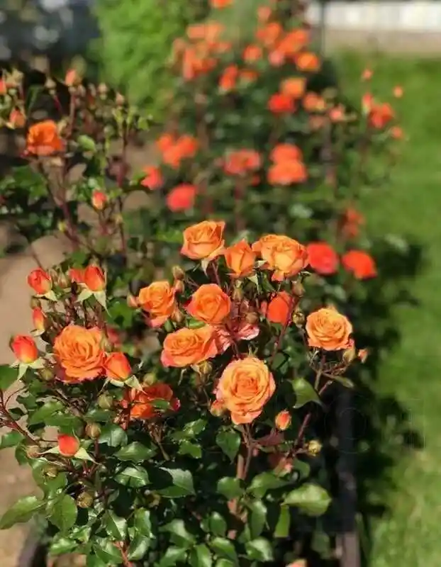 Роза спрей — Роза аллегрия бордюрная