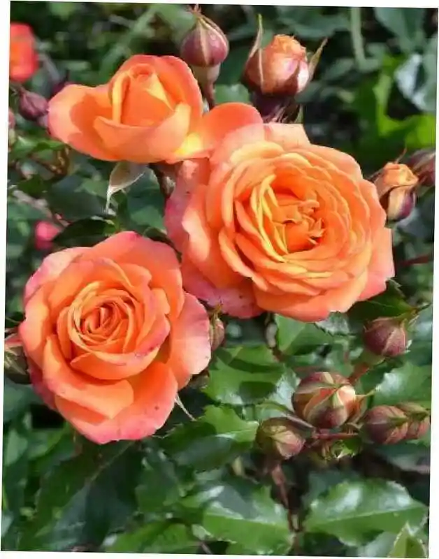 Роза оранж — роза лайт оранж