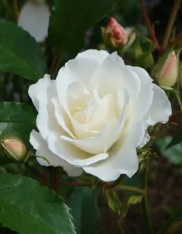 Роза спрей белая — роза шнеевитхен