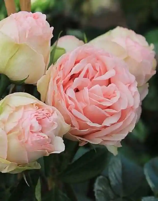 Роза флорибунда — роза чарминг piano