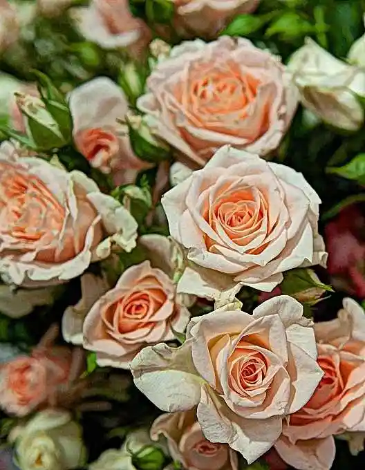 Роза кустовая — роза спрей крем грация