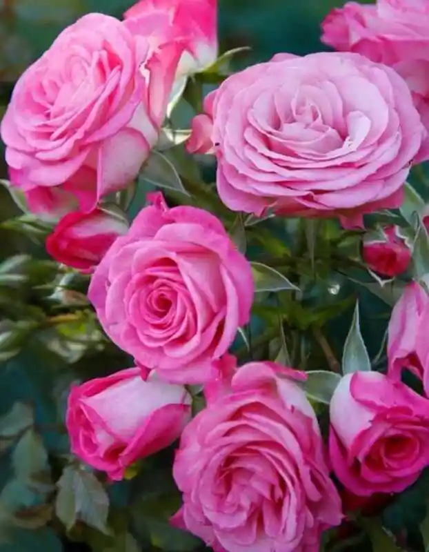 Роза пинк — Роза спрей