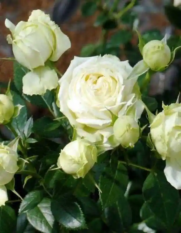 Роза флорибунда — роза лемон рококо тантау