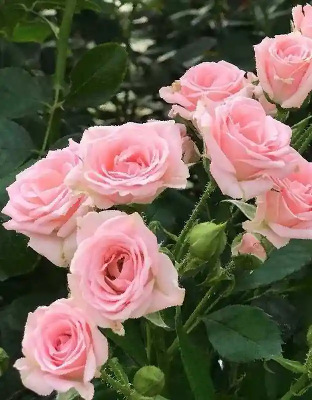 Роза кустовая — лидия роза
