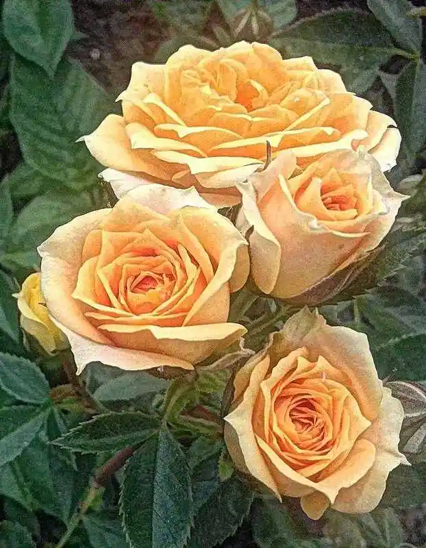 Роза роза — роза макарена спрей