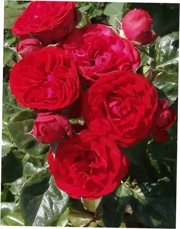 Роза скарлет — хот рококо тантау роза