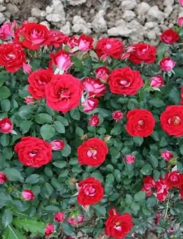 Роза мейди — роза ред