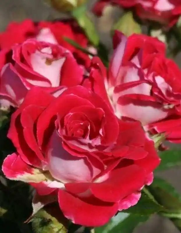 Руби стар роза — роза роза