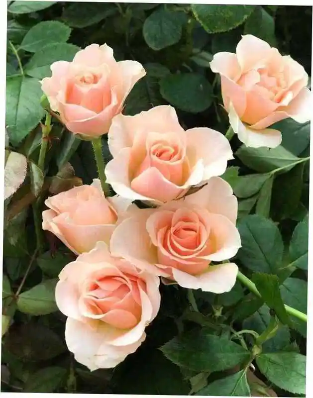 Розы — роза флорибунда