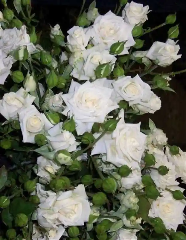 Роза спрей сноу дэнс — белые розы