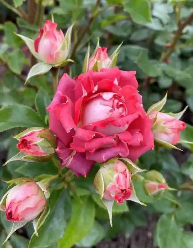 Роза спрей тирамису — роза роза
